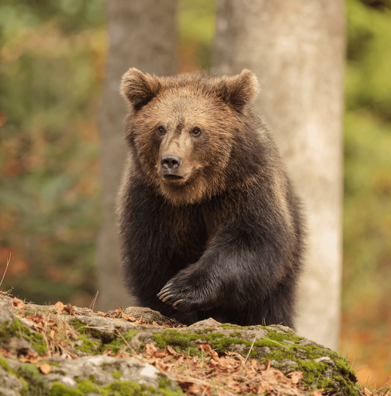 Young brown bear walking through the forest.