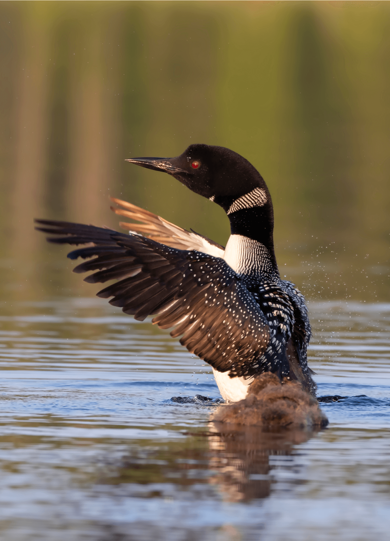 Common loon flapping its wings on the water.