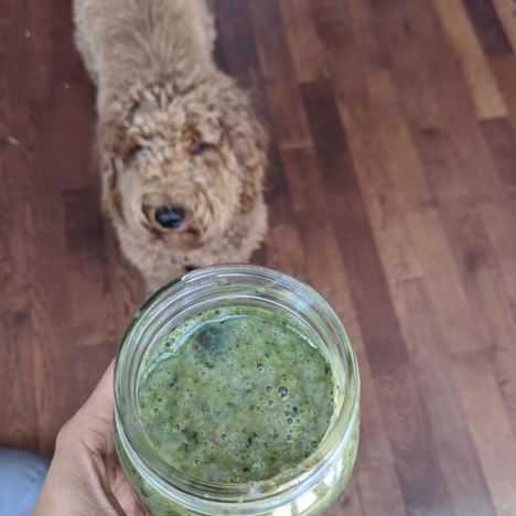 Photo of a dog and a drink