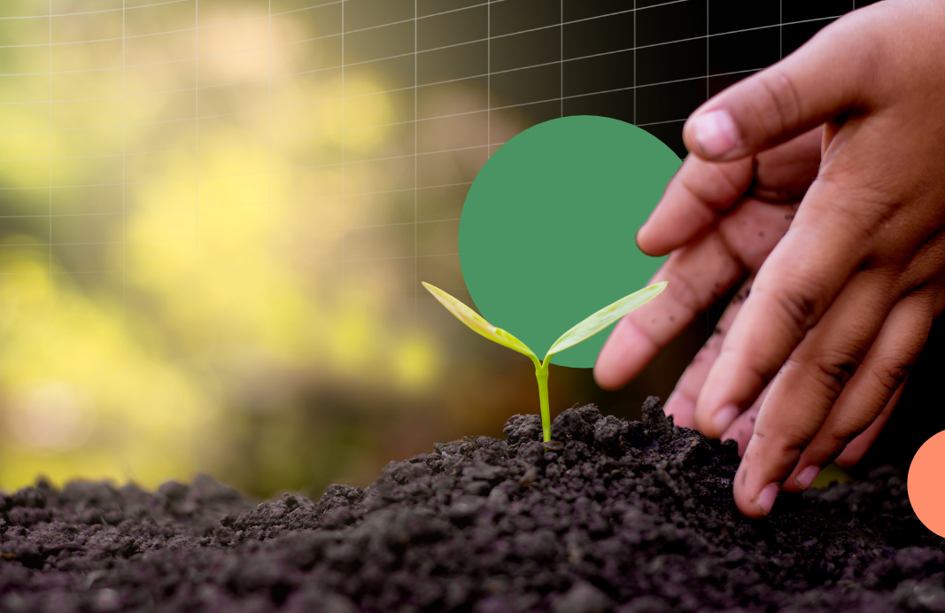 Sapling growing in pile of soil and a pair of hands touching the soil.